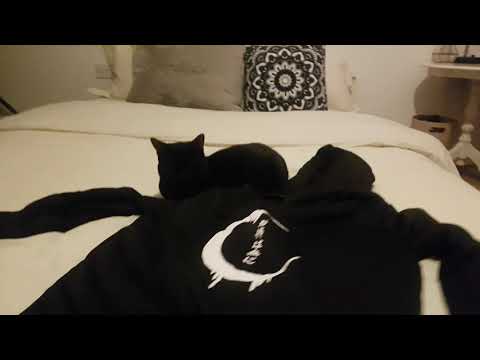 Simby likes my new hoodie