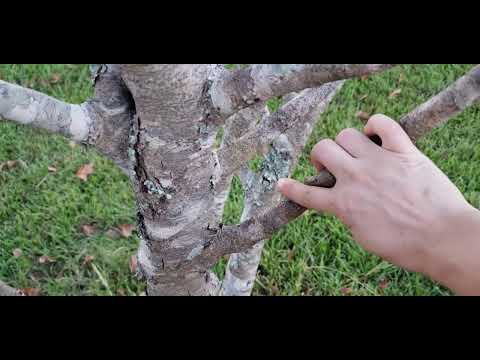 Tree scratching*dry leave sounds*Asmr