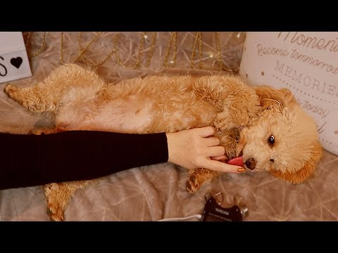 The cutest ASMR! 🐶 Pampering my Poodle 💕