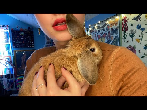 Holland Lop ASMR Bunny Kisses & Snuggles 🥰