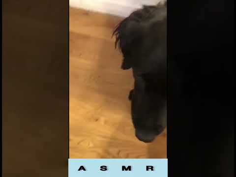 Asmr | My dog tries Asmr 😍🐶🥰💗