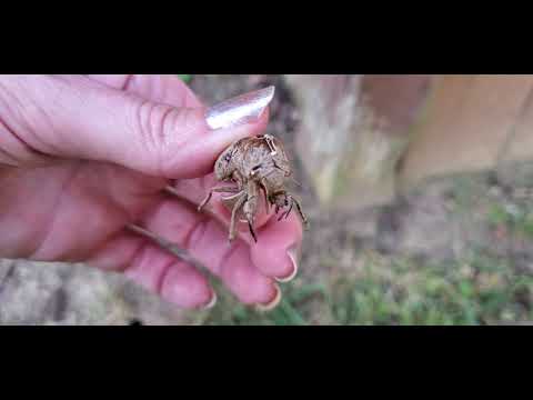 Vlog 😊 Cicada Shell Hunt 😊