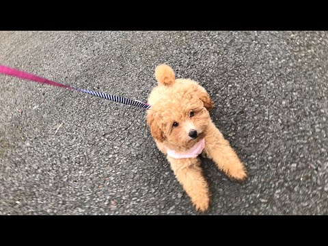 ASMR | my puppy’s first time outside ! | TINGLY VOICEOVER