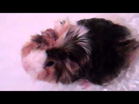 guinea pig care: guinea pig bath time with  goku the guinea pig so cute