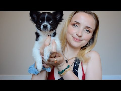 🐶ASMR-🐶puppy petting and stroking -welcome to the ASMR family Prince 👑