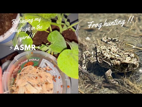 ASMR outside in the garden + frog 🐸 hunting !! ( no capturing )