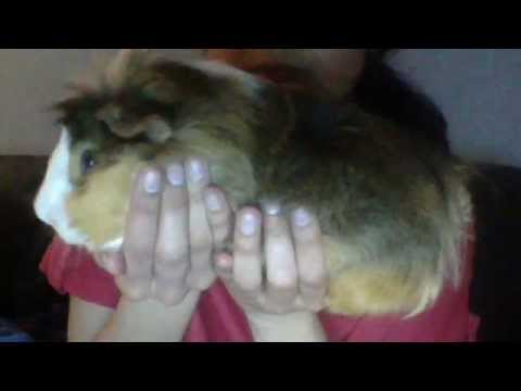 biggest guinea pig EVER in the world