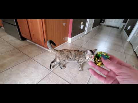 🐈 Olive Plays Fetch! 🐈