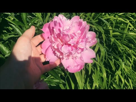 Reading Facts About Plants. Whispered ASMR & Nature Sounds.