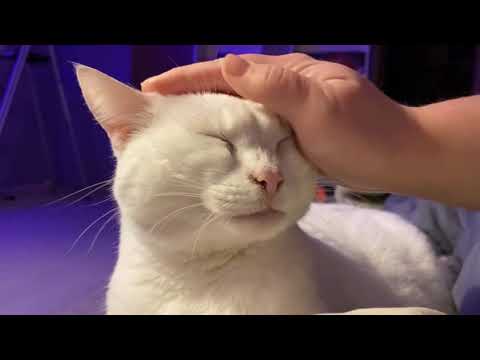 Cat purring ASMR (No Talking)