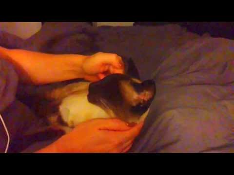 ASMR CAT - Meet Betty! * Whisper * Pet Stroking * Purring *