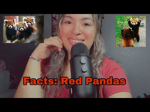 ASMR| Reading facts about red pandas: Did you know Master Shifu is a red panda?!! ❤️