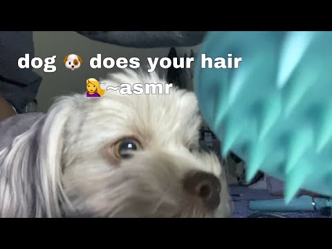 one minute haircut by dog-asmr