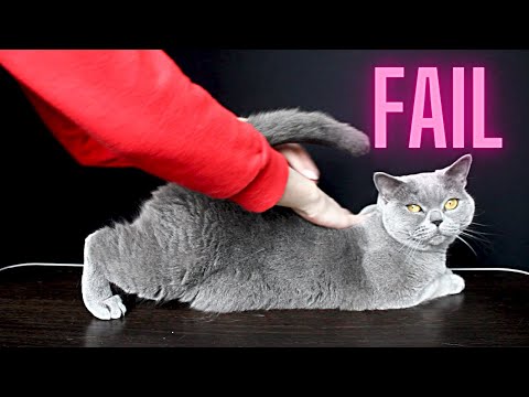 Watch Me Fail at ASMR with My Cat