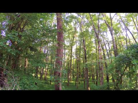 ASMR Hiking Binaural Secluded Woods with Crunchy Branches