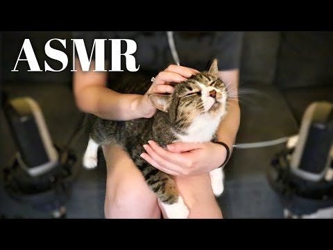 Kitty ASMR | Massage & Purrs 🐱
