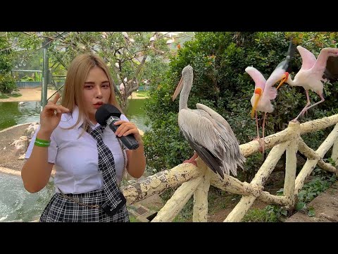 ASMR fast,At Bird Park🐦Aggressive tapping,scrathing,tk,tk,tk mouth sounds
