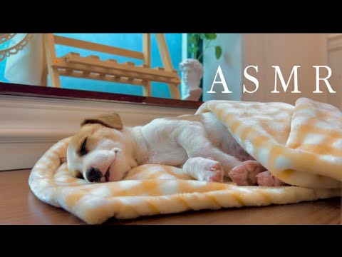 Asmr perrito 🐶 bebé 🍼 (#asmrenespañol #asmr #asmrsounds )
