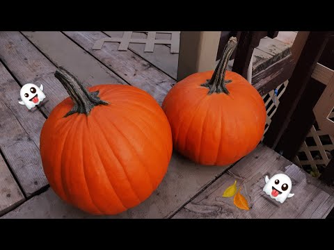 ASMR | tapping and scratching on a pumpkin