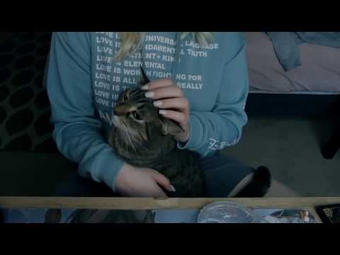 Asmr Petting/Scratching my cat