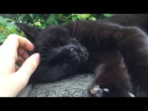 ASMR cuteness - cats compilation