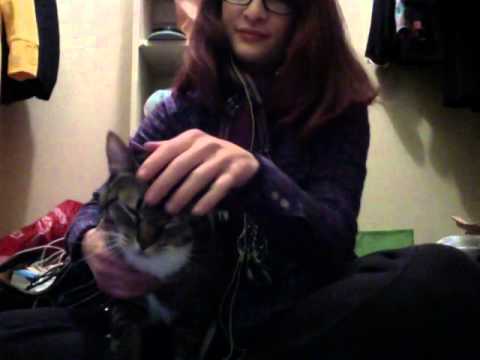 Cat Petting Video Cat Purring
