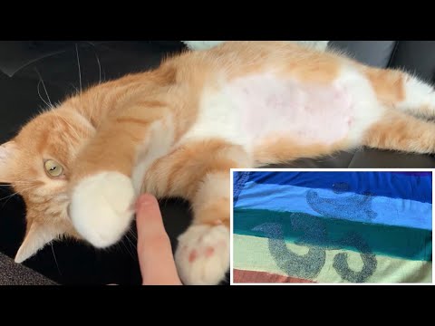 Tracing/“Painting” My Cat and a Painted Shirt ASMR (Lo-Fi)