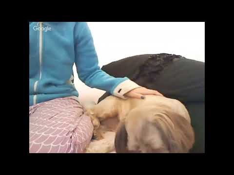 veterinary live stream -doggy- pooch care