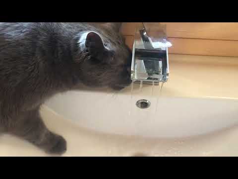 ASMR Sweetest Cat drinking fresh water tap running (no speaking) Jackson