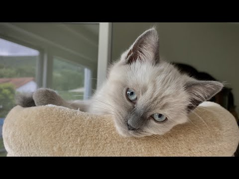 ASMR | WITH BABY CATS😺