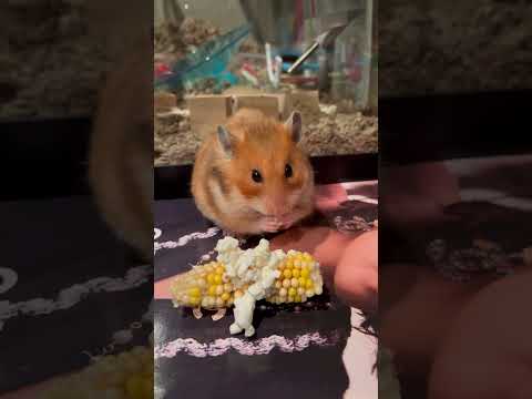 World’s Cutest Hamster Eats Popcorn ASMR Mukbang