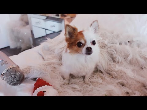 ASMR with My Dog (Eating, Petting & Our Story) 🐶