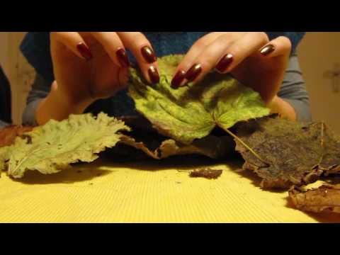 #65 *ASMR* ~Autumn theme~ Request: leaves, ice and peanut sounds