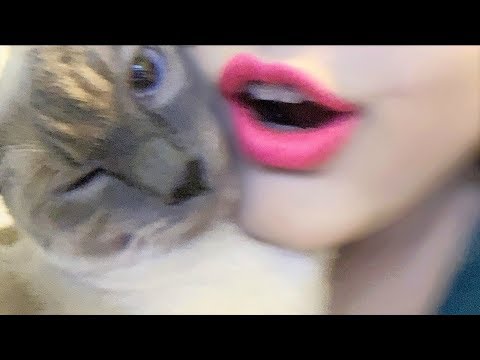 ASMR Cat💜💜💜 [Pet Therapy Whispering] Close Up 🐱🐈💙