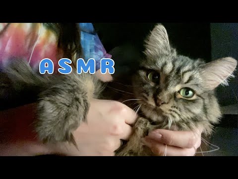 ASMR WITH MY CAT PT.2 (lots of purrs and petting)