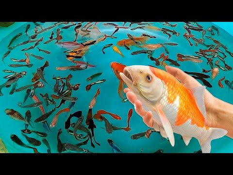 Tiger Barb Betta Ram Cichlid Guppy Koi Carp Fish PingPong Pearl Scale Goldfish Catfish animals Video