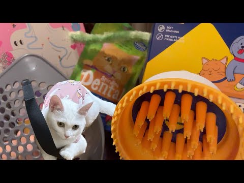 ASMR With Kitten stuff TRIGGERS at home 🐈🐱( adopted cat ) Tapping, Scratching, Tracing 💚