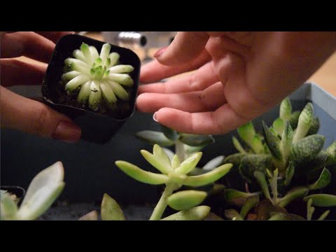 ASMR Succulents and Shoes, Show Not Tell, Back to Basics, No Talking Haul, Cat Purring