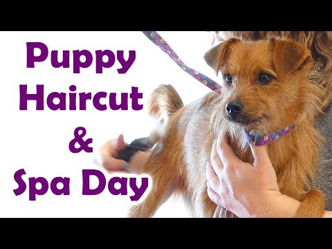 Real ASMR Haircut & Puppy Spa Treatment ✂ Brushing Sounds, Electric Shaver, Hair cut & Whispers