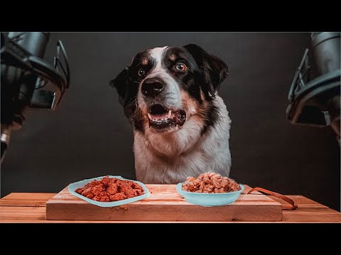 DOG MUKBANG