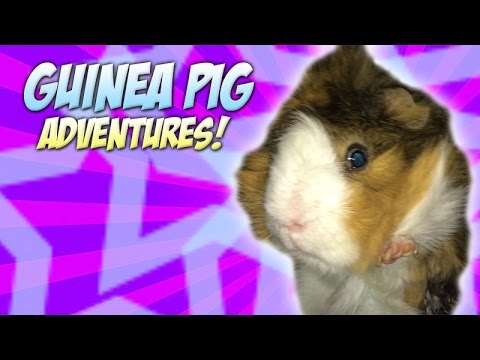 GUINEA PIG - Most Boring Cute Animal Video Ever