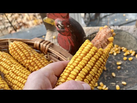 ASMR Dry Corn Shucking & Shelling! (No talking only) Sweeping the porch and gathering treasure!