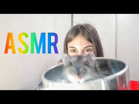 Asmr con mi hamster