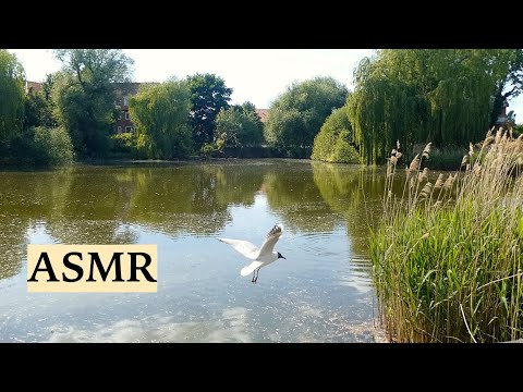 ASMR Peaceful Nature Sounds For Relaxation (Beautiful Lake, Birds Singing,   Water & Car Sounds)