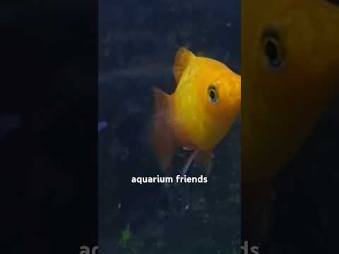 #aquariumfish #underwatersounds #fishswimming #goldfish #calmingmusic #meditationforsleep