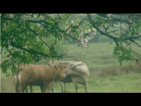 ASMR -  Soothing Springtime :} Cows, birds and a cat =^.^= (no talking, except for the birds)