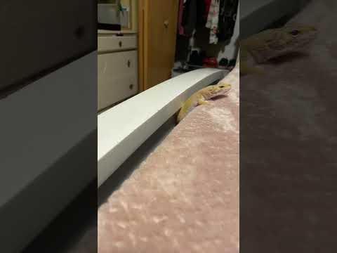Fat gecko being cute