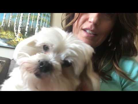 ASMR Meet My Dog Gizmo: Impromptu Video Just For Fun!