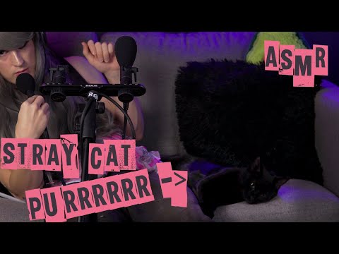 ASMR Black Stray Cat Non-Stop Purr (No Talking)