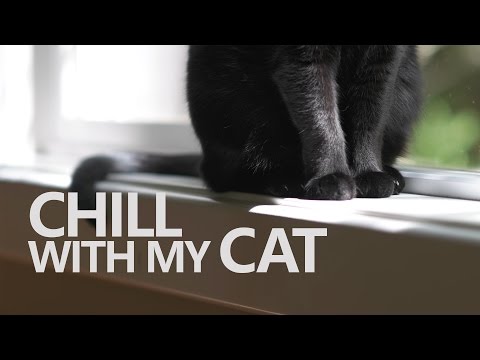 Chill with my Cat ~ ASMR/Background Sounds/Binaural